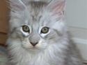 Maine Coon Earl Grey