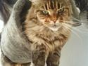 Maine Coon Boromir too sexy