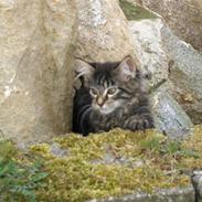 Maine Coon Miss Dee Obami