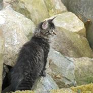 Maine Coon Miss Dee Obami