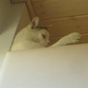 Huskat Felix