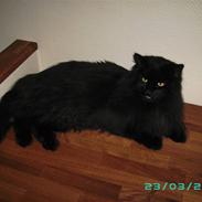 Norsk Skovkat Viktor