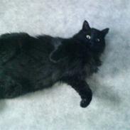 Norsk Skovkat Viktor