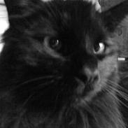 Norsk Skovkat Viktor