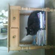 Norsk Skovkat Viktor