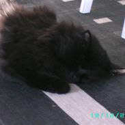 Norsk Skovkat Viktor