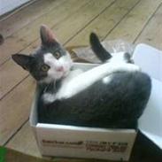 Huskat Kitty