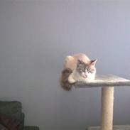 Blanding af racer Madame Blue