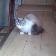 Blanding af racer Madame Blue