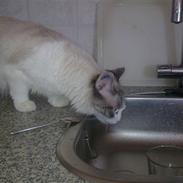 Blanding af racer Madame Blue