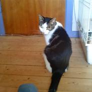 Blanding af racer Balue