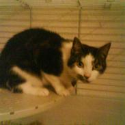 Blanding af racer Balue