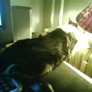 Blanding af racer Balue