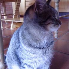 Huskat Kitty<333