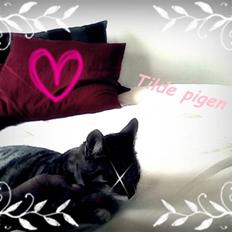 Huskat VampierHeart's