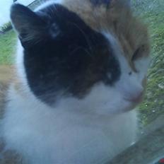 Blanding af racer søskovvejs Piskeris ! <3