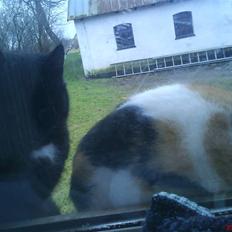 Blanding af racer søskovvejs Piskeris ! <3