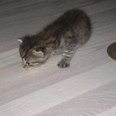 Blanding af racer knæk