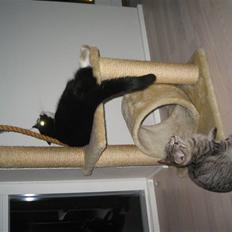 Blanding af racer knæk