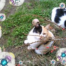 Blanding af racer søskovvejs Piskeris ! <3