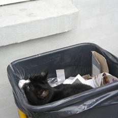 Blanding af racer søgård