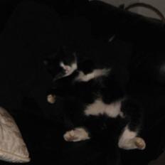 Blanding af racer søgård