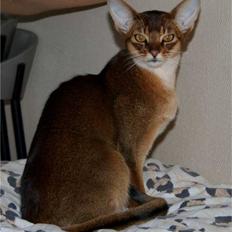 Abyssinier Del-Shai Chief of Isatai