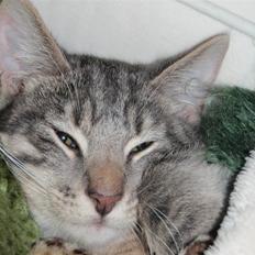 Blanding af racer Sumo Jackson