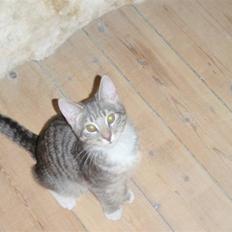 Blanding af racer Sumo Jackson