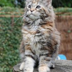 Maine Coon DK Jungle man´s Diorella