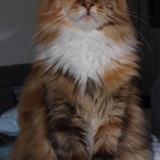 Maine Coon Villa Park´s Lastrada