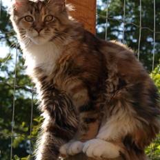 Maine Coon Villa Park´s Lastrada