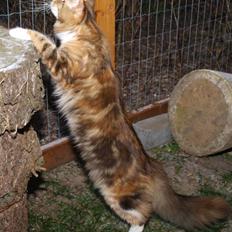 Maine Coon Villa Park´s Lastrada