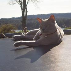 Burmeser CH Jacotar's Charlie (DK)