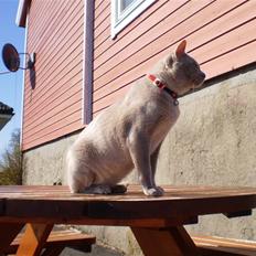 Burmeser CH Jacotar's Charlie (DK)