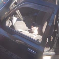 Burmeser CH Jacotar's Charlie (DK)