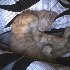 Blanding af racer bølle(død)