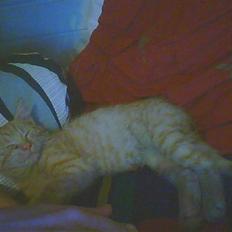 Blanding af racer bølle(død)