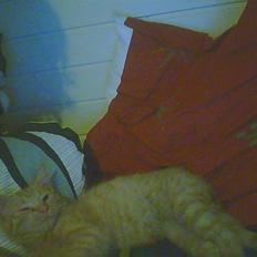 Blanding af racer bølle(død)