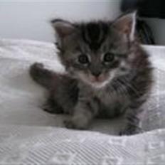 Maine Coon Betty Blue - Sille