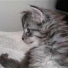 Maine Coon Betty Blue - Sille
