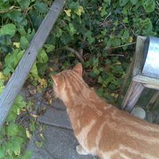 Blanding af racer Rasmus *Givet væk*