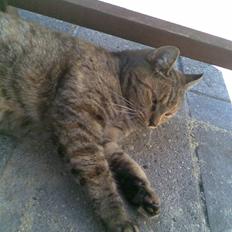 Blanding af racer Mikkeline