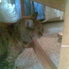 Blanding af racer Mikkeline