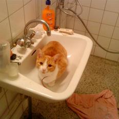 Huskat Mille >>Selvhenter<<