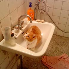 Huskat Mille >>Selvhenter<<