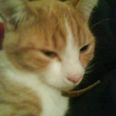 Huskat Mille >>Selvhenter<<