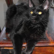 Maine Coon CH vom Stolzensee Yill