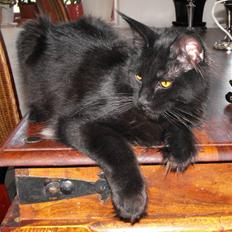 Maine Coon CH vom Stolzensee Yill