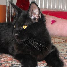 Maine Coon CH vom Stolzensee Yill